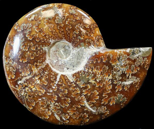Cleoniceras Ammonite Fossil - Madagascar #44473